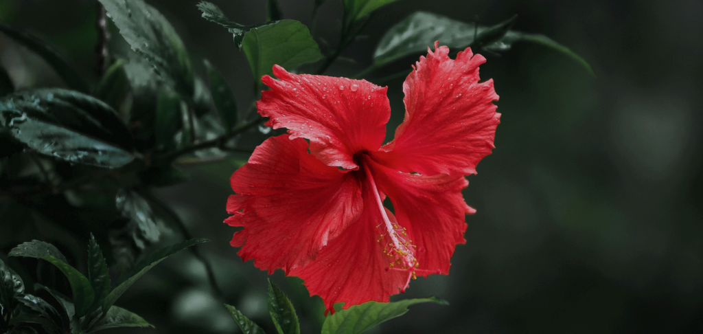 what is hibiscus